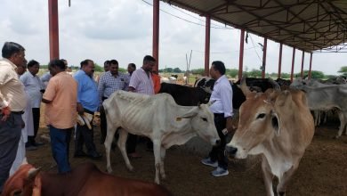 कासगंज: जन्माष्टमी पर ब्लाक प्रमुख प्रतिनिधि और खण्ड विकास अधिकारी ने पिथनपुर गौशाला पहुंचकर गौ पूजन कर किया निरीक्षण