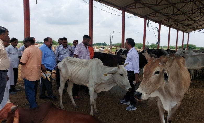 कासगंज: जन्माष्टमी पर ब्लाक प्रमुख प्रतिनिधि और खण्ड विकास अधिकारी ने पिथनपुर गौशाला पहुंचकर गौ पूजन कर किया निरीक्षण कासगंज: जन्माष्टमी पर ब्लाक प्रमुख प्रतिनिधि और खण्ड विकास अधिकारी ने पिथनपुर गौशाला पहुंचकर गौ पूजन कर किया निरीक्षण