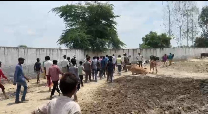 कासगंज-कान्हा गौशाला में चारा खत्म को लेकर बवाल,गुस्साए स्थानीय लोगों ने रोड जाम कर उठाई कार्रवाई की मांग कासगंज-कान्हा गौशाला में चारा खत्म को लेकर बवाल,गुस्साए स्थानीय लोगों ने रोड जाम कर उठाई कार्रवाई की मांग