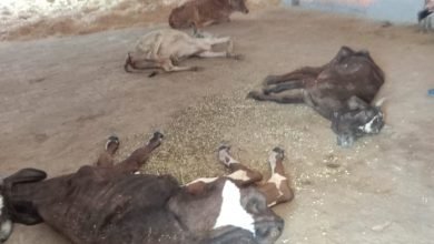 कासगंज: कान्हा गौशाला में अव्यवस्थाओं से गोवंश बीमार, गौशाला कर्मियों पर लगाया लापरवाही का आरोप