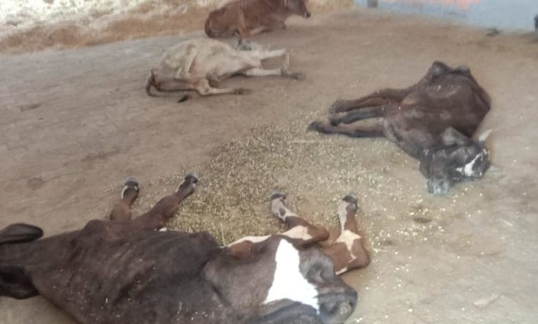 कासगंज: कान्हा गौशाला में अव्यवस्थाओं से गोवंश बीमार, गौशाला कर्मियों पर लगाया लापरवाही का आरोप कासगंज: कान्हा गौशाला में अव्यवस्थाओं से गोवंश बीमार, गौशाला कर्मियों पर लगाया लापरवाही का आरोप