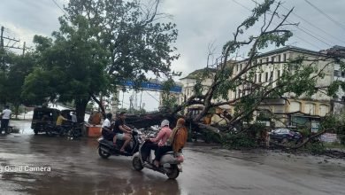 रायपुर: पीपल का पेड़ गिरा,टीम ने काफी मशक्कत के बाद हटाया