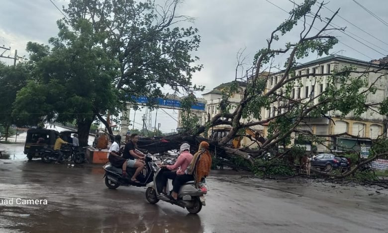 रायपुर: पीपल का पेड़ गिरा,टीम ने काफी मशक्कत के बाद हटाया रायपुर: पीपल का पेड़ गिरा,टीम ने काफी मशक्कत के बाद हटाया