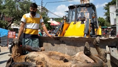 बदायूं: आवारा गोवंशों में फैली लिपि बीमारी बदायू में गोवंश परेशान