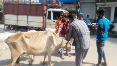 बदायूं: उझानी में कई दिनों से बीमार गोवंश को जेसीबी मशीन की मदद से गौशाला पहुंचाया