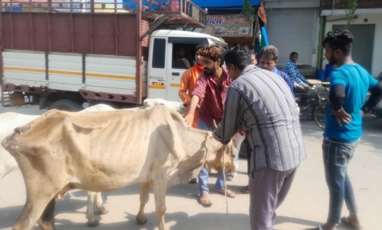 बदायूं: उझानी में कई दिनों से बीमार गोवंश को जेसीबी मशीन की मदद से गौशाला पहुंचाया बदायूं: उझानी में कई दिनों से बीमार गोवंश को जेसीबी मशीन की मदद से गौशाला पहुंचाया