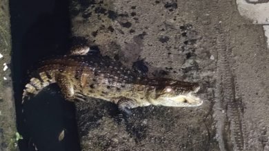 कासगंज: काली नदी से नाली के रास्ते होकर आया मगरमच्छ,कालोनी में घुसा मच गया हड़कंप
