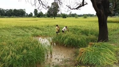 कासगंज: बे मौसम बरसात से किसान चिंतित,फसलों की बर्बादी से किसान चिंतित, कई फसलों को हुआ भारी नुकसान