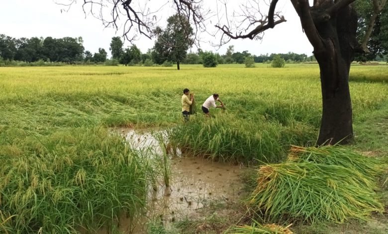 कासगंज: बे मौसम बरसात से किसान चिंतित,फसलों की बर्बादी से किसान चिंतित, कई फसलों को हुआ भारी नुकसान कासगंज: बे मौसम बरसात से किसान चिंतित,फसलों की बर्बादी से किसान चिंतित, कई फसलों को हुआ भारी नुकसान