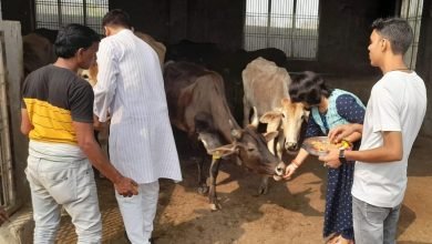 कासगंज: गोपाष्टमी पर ईओं दीपिका शुक्ला संग चैयरमेन चांद अली ने कान्हा गौशाला में गोवंशों को खिलाया गुड़ चारा