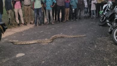 कासगंज: अजगर देख आसपास किसानों में मचा हड़कंप