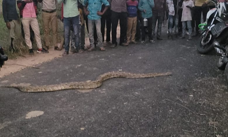 कासगंज: अजगर देख आसपास किसानों में मचा हड़कंप कासगंज: अजगर देख आसपास किसानों में मचा हड़कंप