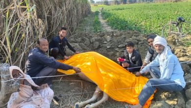 कासगंज : ठंड से गाय की मौत, ग्रामवासियों ने दफनाया