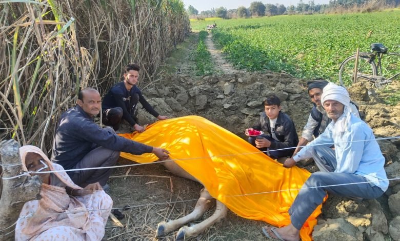 कासगंज : ठंड से गाय की मौत, ग्रामवासियों ने दफनाया कासगंज : ठंड से गाय की मौत, ग्रामवासियों ने दफनाया