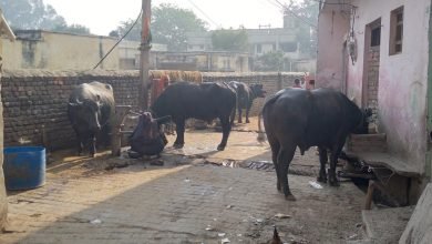 कासगंज: अमांपुर में अतिक्रमण से कराह रहीं गलियां, चलना मुश्किल