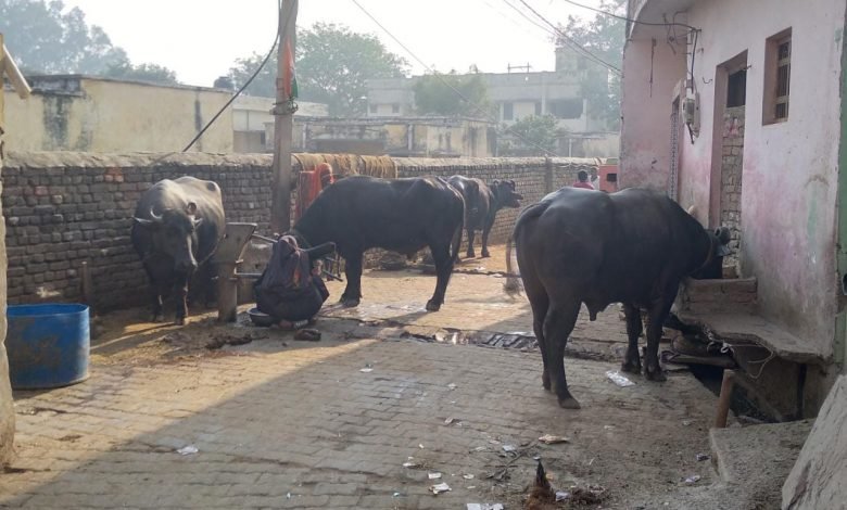 कासगंज: अमांपुर में अतिक्रमण से कराह रहीं गलियां, चलना मुश्किल कासगंज: अमांपुर में अतिक्रमण से कराह रहीं गलियां, चलना मुश्किल