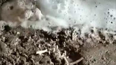 सहावर में सती माता मंदिर पर नीम के पेड़ से निकल रहा सफेद दूध जैसा तरल पदार्थ,  लोग मान रहे चमत्कार