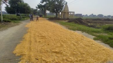 कासगंज: रूक-रूक हो रही बारिश से मक्का किसान परेशान