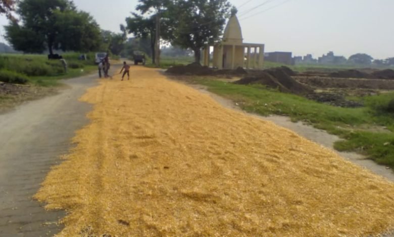 कासगंज: रूक-रूक हो रही बारिश से मक्का किसान परेशान