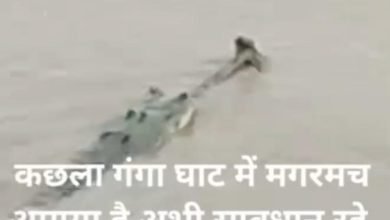 कछला गंगा घाट में देखा गया घड़ियाल,सोशल मीडिया पर वीडियो वायरल