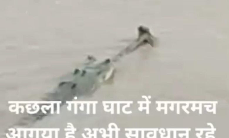 कछला गंगा घाट में देखा गया घड़ियाल,सोशल मीडिया पर वीडियो वायरल कछला गंगा घाट में देखा गया घड़ियाल,सोशल मीडिया पर वीडियो वायरल