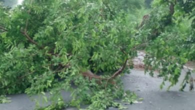 सड़क पर गिरा पाकड़ का पेड़, आवागमन बाधित