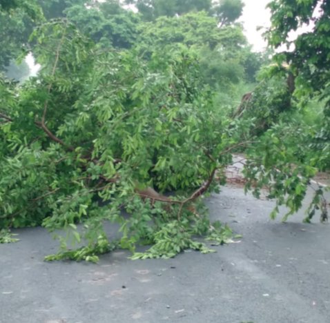 सड़क पर गिरा पाकड़ का पेड़, आवागमन बाधित