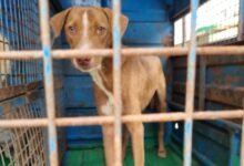 भिलाई नगर निगम ने बनाया रिकॉर्ड: छत्तीसगढ़ में सबसे ज्यादा 1610 कुत्तों का बधियाकरण व वैक्सीनेशन