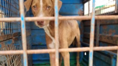 भिलाई नगर निगम ने बनाया रिकॉर्ड: छत्तीसगढ़ में सबसे ज्यादा 1610 कुत्तों का बधियाकरण व वैक्सीनेशन