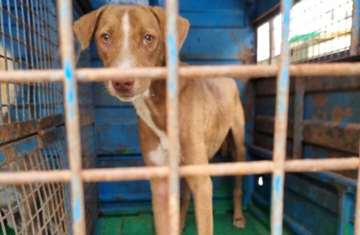 भिलाई नगर निगम ने बनाया रिकॉर्ड: छत्तीसगढ़ में सबसे ज्यादा 1610 कुत्तों का बधियाकरण व वैक्सीनेशन