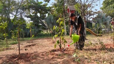 उद्यानों में साफ-सफाई एवं पानी सिंचाई कार्य जारी    