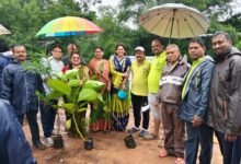 बरसती बारिश में वृक्षारोपण के लिए उमड़ा साहू समाज